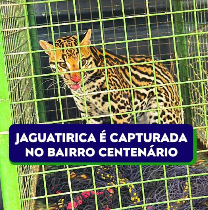 Jaguatirica é capturada no bairro Centenário
